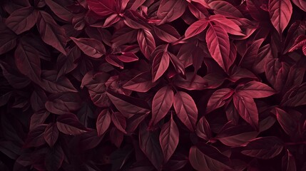 Maroon leaves on red background