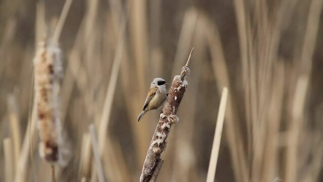 Eurasian penduline tit on dry cattail