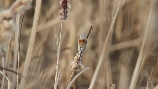 Eurasian penduline tit on dry cattail