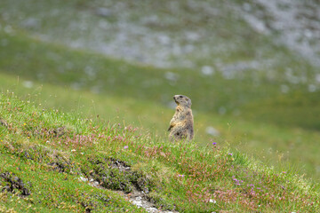 An alpine marmot in a meadow on a sunny day in summer