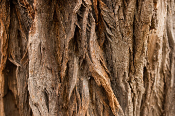 Bark of a big tree in the forest.  Wood is a natural hardwood floor. suitable for background. Relief texture of oak bark. Panoramic photo of oak texture. Bark of a big tree in the forest.