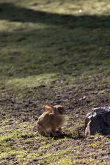 beautiful brown rabbit with big ears on the grass in the park