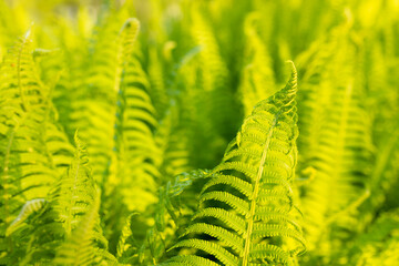 Beautiful fern in forest. Fern leaves Close up. Fern leaf texture in nature . Background nature...