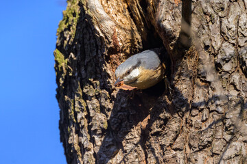 A Eurasian Nuthatch sitting on a tree