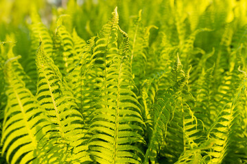 Beautiful fern in forest. Fern leaves Close up. Fern leaf texture in nature . Background nature...