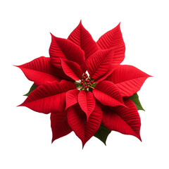 Poinsettia isolated on transparent background