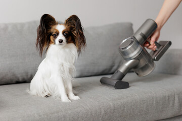 close up of cute papillon dog sitting on the sofa and woman cleaning sofa with vacuum cleaner - obrazy, fototapety, plakaty