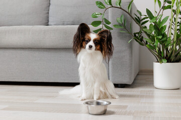 Cute fluffy papillon dog sitting near metal bowl on the floor and waiting food