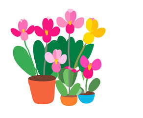 Naklejka na ściany i meble pink tulips in a pot
