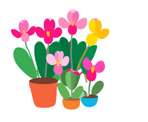 Obraz premium pink tulips in a pot