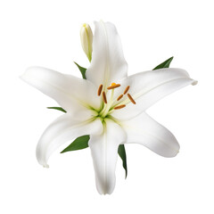 Beautiful White lily flower isolated on transparent background