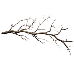 Obraz premium Dead branch on a transparent background isolated