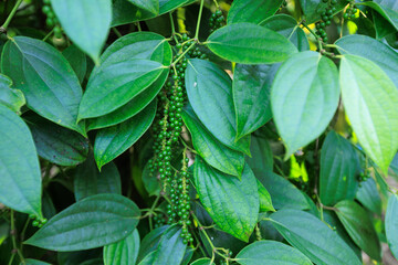 Fototapeta na wymiar Black pepper fruits grow on tree in garden
