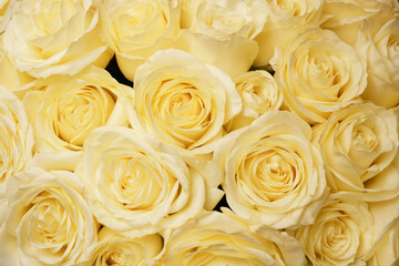 Natural cream roses background closeup. Bouquet of roses background. Floral, nature background.