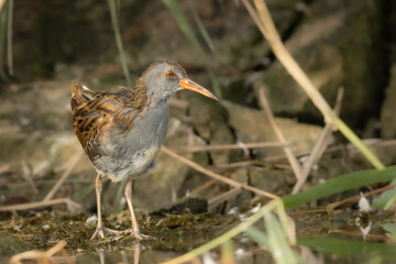Water rail in the reeds