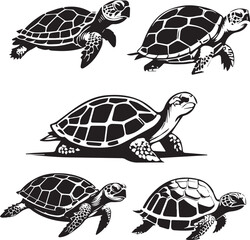 illustration of a turtle