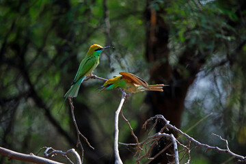 Asian green bee-eaters hunting for insects