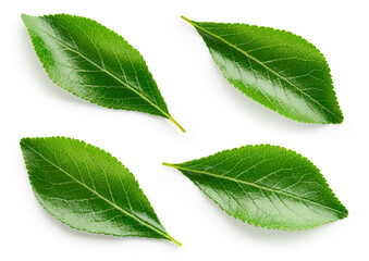 Fruit leaf isolated. Plum leaves on white background top view. Green fruit leaves flat lay....