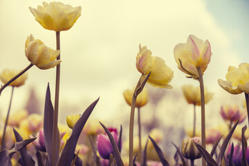 Tulips field in the spring. Yellow tulips blooming against the sky. Floral nature background