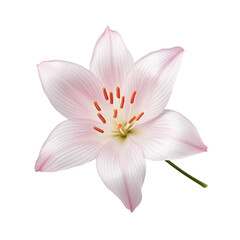 Rain Lily flower isolated on transparent background