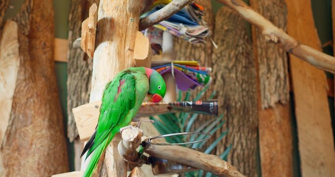 Ring-necked Parrot green colour in close-up vibrant example of exotic birds perches on branch Ring-necked Parrot plumage display of nature's art. Ring-necked Parrot symbol of avian diversity.