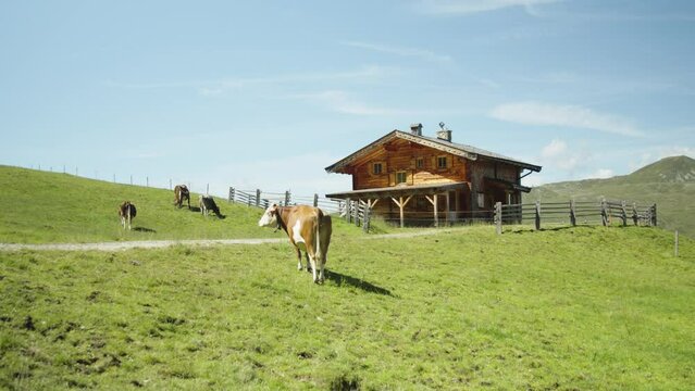 Enjoy the serene beauty of cows grazing around a mountain hut in the Austrian Alps. Embrace the tranquil scene of nature and traditional mountain life against the breathtaking alpine backdrop.