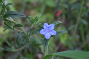 Blue flower, Flor Azul.