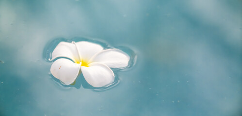 A Plumeria flower floats on the water in a pond. White tropical frangipani flower. Tropical landscape of beautiful plants and flowers. The concept of calm and tranquility.
