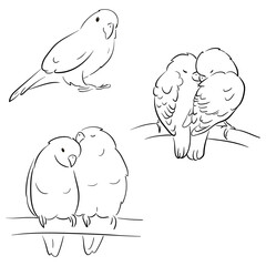 Flat illustration of a pet parrot, illustration with stroke and fill. The parrot is talking. A couple of parrots in love.