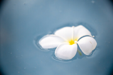 A Plumeria flower floats on the water in a pond. White tropical frangipani flower. Tropical landscape of beautiful plants and flowers. The concept of calm and tranquility.