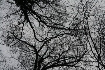 &Aacute;rvores, Trees