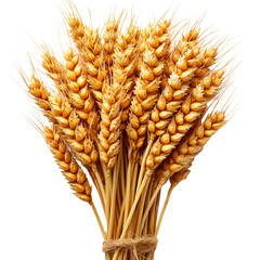 Wheat Branch png vector

