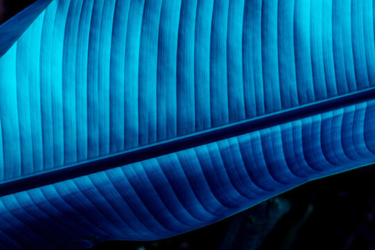 blue colorful abstract futuristic background with bright lines and rows for design and concetp , natural leaf texture in various colors