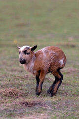 Fototapeta premium Ziegen und Lämmer auf Weide