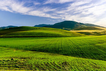 Fototapeta premium Scenic view at beautiful spring sunset in a green shiny field with green grass and golden sun rays, deep blue cloudy sky on a background , forest and country road, summer valley landscape