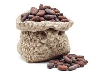 Cocoa beans in sack on white background