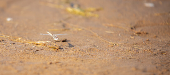 A dragonfly sits on the sand by the river. Beautiful nature scene with dragonfly outdoors, wildlife.