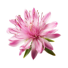 Rhododendron flower isolated on transparent background