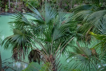 Fototapeta premium green springs, fl