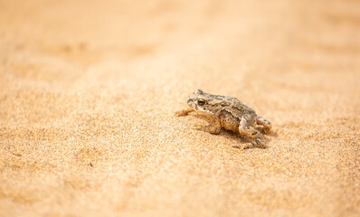 The frog sits on the sand on the shore of the lake. Beautiful wildlife landscape with place for text. The concept of protecting wildlife and ecology.