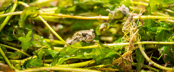 The frog sits on algae in the pond. Beautiful wildlife landscape with place for text. The concept of protecting wildlife and ecology.