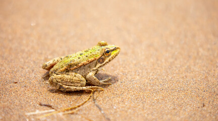 The frog sits on the sand on the shore of the lake. Beautiful wildlife landscape with place for text. The concept of protecting wildlife and ecology.