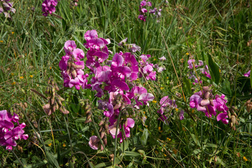 Flowers of New Zealand. 