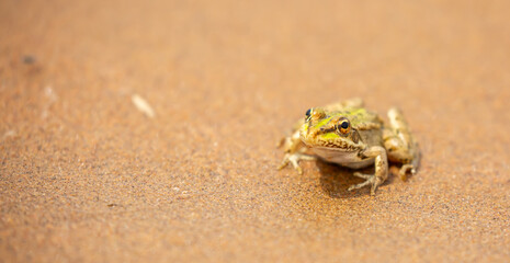 The frog sits on the sand on the shore of the lake. Beautiful wildlife landscape with place for text. The concept of protecting wildlife and ecology.
