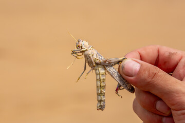 Locust close-up. Caught insect in the human hand. Invasion of locusts on agricultural fields....