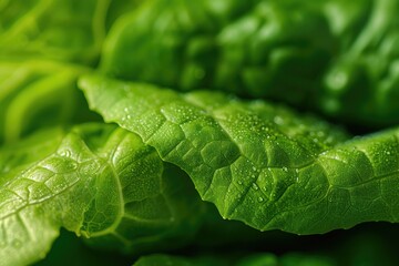 Lettuce leaf Macro shot