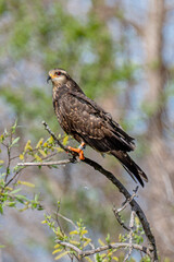 snail kite