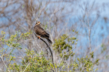 snail kite
