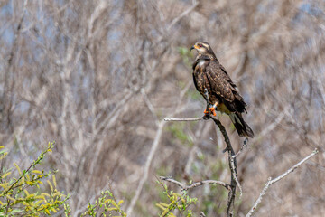 snail kite