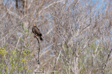 snail kite